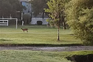 3618 Buffett St, New Port Richey, FL 34655 - Photo 61