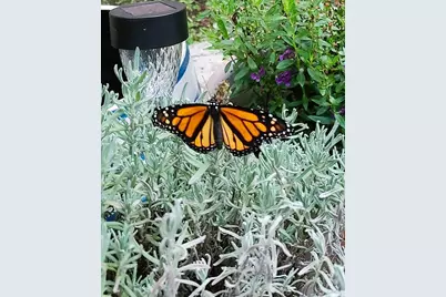 3618 Buffett Street, New Port Richey, FL 34655 - Photo 47