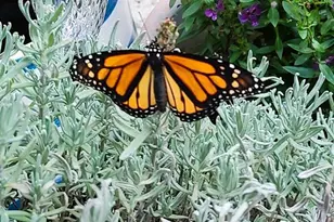 3618 Buffett St, New Port Richey, FL 34655 - Photo 47