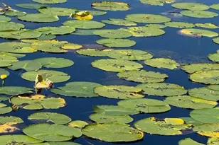 2814 W Humphrey St, Tampa, FL 33614 - Photo 3