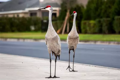 16437 66th Lane East, Parrish, FL 34219 - Photo 9