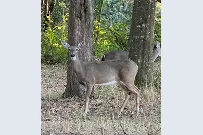 4539 Cobb Road, Land O Lakes, FL 34638 - Photo 7