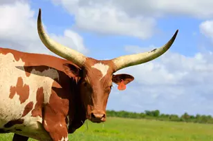 3200 River Ranch Blvd, River Ranch, FL 33867 - Photo 13