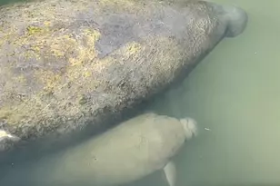 3784 42nd Ave S, Saint Petersburg, FL 33711 - Photo 47