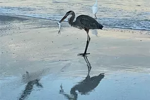 100 Bluff View Dr, Belleair Bluffs, FL 33770 - Photo 61