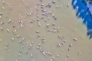 617 Kingston Ct, Apollo Beach, FL 33572 - Photo 89