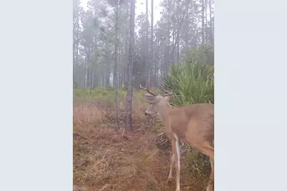 Clyatt Road, Chiefland, FL 32626 - Photo 5