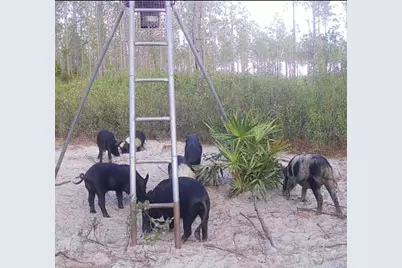 Clyatt Road, Chiefland, FL 32626 - Photo 3