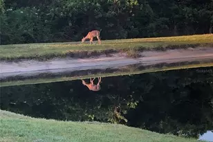 748 Winslow Park, Tarpon Springs, FL 34688 - Photo 41