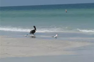 1430 Gulf Blvd, Clearwater Beach, FL 33767 - Photo 41