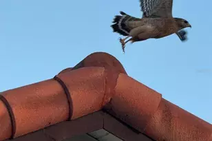 4054 Caddie Dr E, Bradenton, FL 34203 - Photo 43