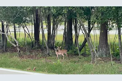 21511 Wilderness Lake Boulevard, Land O Lakes, FL 34637 - Photo 75