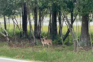 21511 Wilderness Lake Blvd, Land O Lakes, FL 34637 - Photo 75