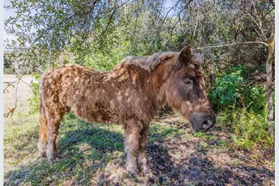 20112 Hobbs Road, Wimauma, FL 33598 - Photo 53