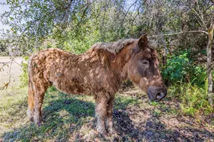 20112 Hobbs Rd, Wimauma, FL 33598 - Photo 53