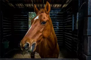 8540 Boyt Rd, Zephyrhills, FL 33540 - Photo 75