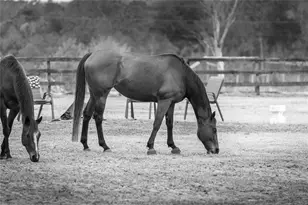 8540 Boyt Rd, Zephyrhills, FL 33540 - Photo 37