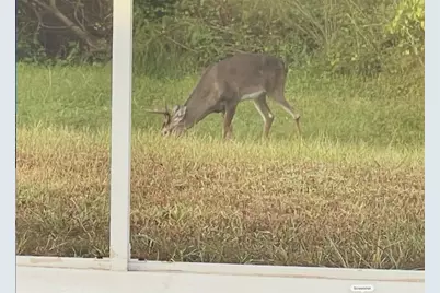 1951 Tarragon Lane, New Port Richey, FL 34655 - Photo 51