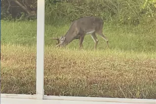 1951 Tarragon Ln, New Port Richey, FL 34655 - Photo 51