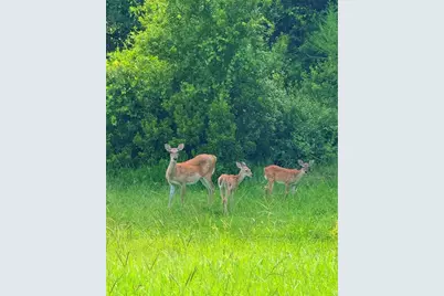1951 Tarragon Lane, New Port Richey, FL 34655 - Photo 11