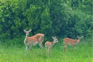 1951 Tarragon Ln, New Port Richey, FL 34655 - Photo 11