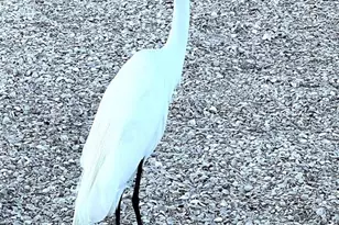 11201 122nd Ave, Largo, FL 33778 - Photo 21