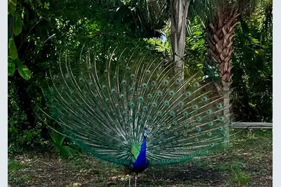 1437 Country Club Rd N Road N #COUNTRY CLUB RD N, Saint Petersburg, FL 33710 - Photo 7