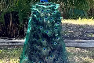 1437 Country Club Rd N Road N, Saint Petersburg, FL 33710 - Photo 65