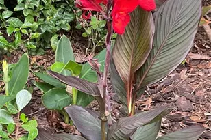 13812 Mill Cove Cir, Tampa, FL 33618 - Photo 49