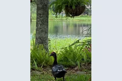 4850 Walnut Ridge Road, Land O Lakes, FL 34638 - Photo 39