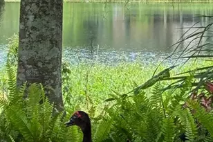 4850 Walnut Ridge Rd, Land O Lakes, FL 34638 - Photo 39