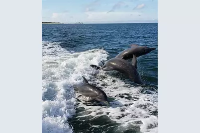 212 Bunker Hill Lane #212, Dunedin, FL 34698 - Photo 29