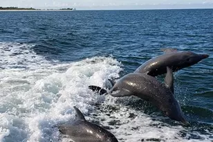 212 Bunkerhill Ln, Dunedin, FL 34698 - Photo 29