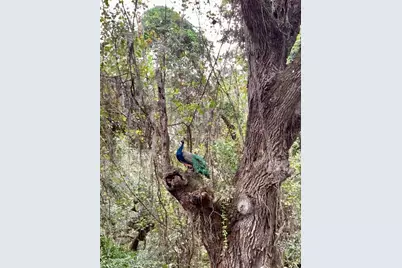 1353 Cr 738E, Webster, FL 33597 - Photo 33