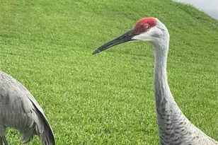 25500 Geddy Dr, Land O Lakes, FL 34639 - Photo 67