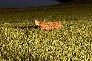 25500 Geddy Dr, Land O Lakes, FL 34639 - Photo 69