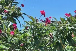 2119 Lullaby Dr, Holiday, FL 34691 - Photo 41