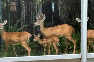 8205 Ponkan Rd, Land O Lakes, FL 34637 - Photo 45