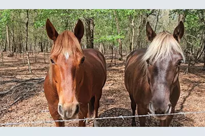 37416 Hackney Place, Dade City, FL 33523 - Photo 73