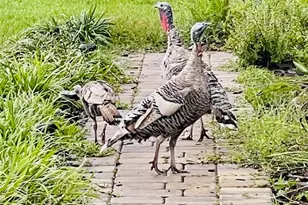 3551 Red Barn Ln, Ormond Beach, FL 32174 - Photo 11