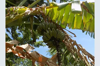 2168 Kent Avenue, Clearwater, FL 33764 - Photo 35