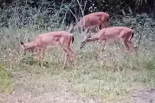 12503 Avery Rd, Thonotosassa, FL 33592 - Photo 13