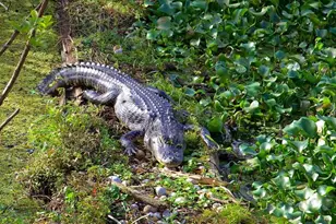 13304 Sanctuary Cove Dr, Temple Terrace, FL 33637 - Photo 59