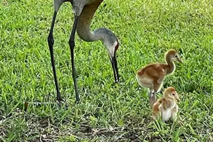 31726 Cabana Rye Ave, San Antonio, FL 33576 - Photo 67