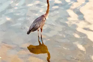 7984 Sailboat Key Blvd S, South Pasadena, FL 33707 - Photo 49