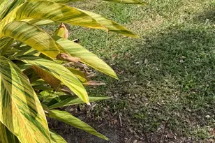 870 Village Lake Terrace N, Saint Petersburg, FL 33716 - Photo 21