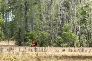 5400 Bruton Rd, Plant City, FL 33565 - Photo 37