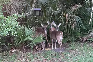 5245 Gato Del Sol Cir, Wesley Chapel, FL 33544 - Photo 55