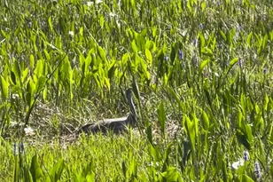 8306 Bluevine Sky Dr, Land O Lakes, FL 34637 - Photo 59