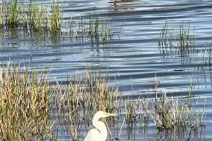 352 Laurel Falls Dr, Apollo Beach, FL 33572 - Photo 7